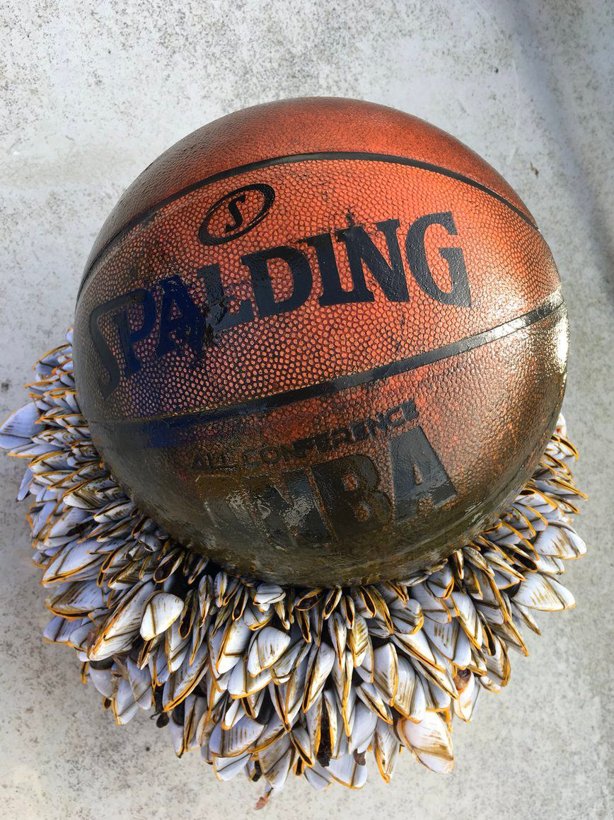Stained Spalding brand basketball with a cluster of oysters attached to the surface of one side. Placed against a white background. 