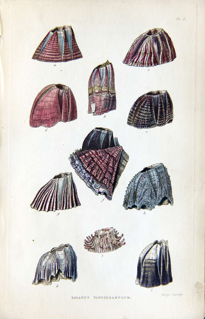 Hand-drawing of a variety of red and blue barnacles on a white sheet of paper, each labeled with a letter of the alphabet.