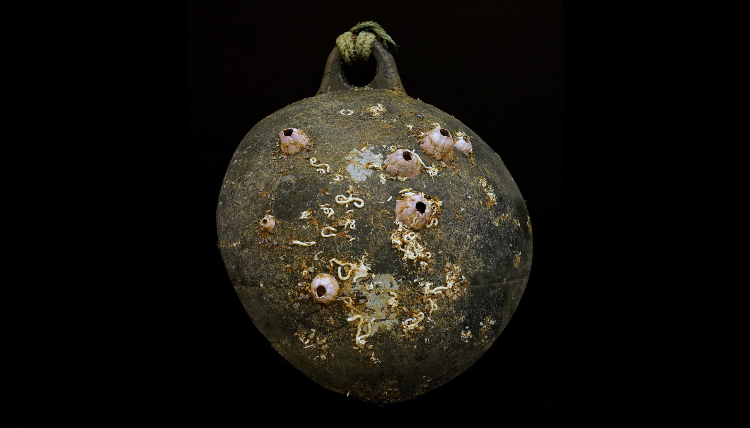 Black buoy covered in marine growth, including pink barnacles and white tubeworms that are scattered across its surface. Against a black background.